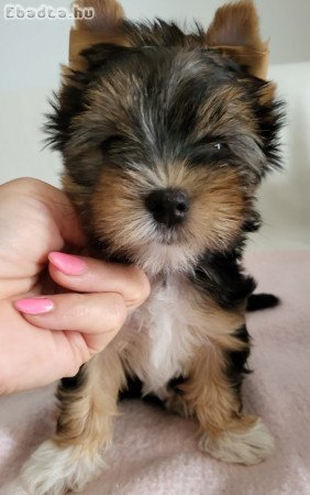 Yorkshire terrier kölykök eladók