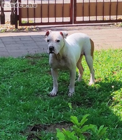 staffordshire terrier 1 éves szuka