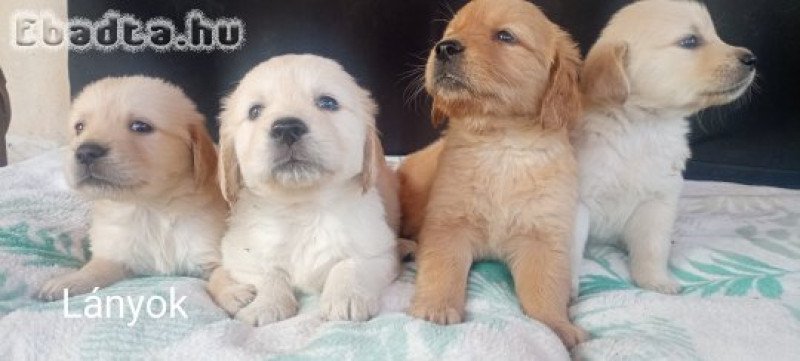 Golden retriever kiskutyák