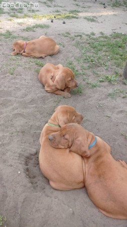 6 hetes Magyar vizsla kiskutyák eladók