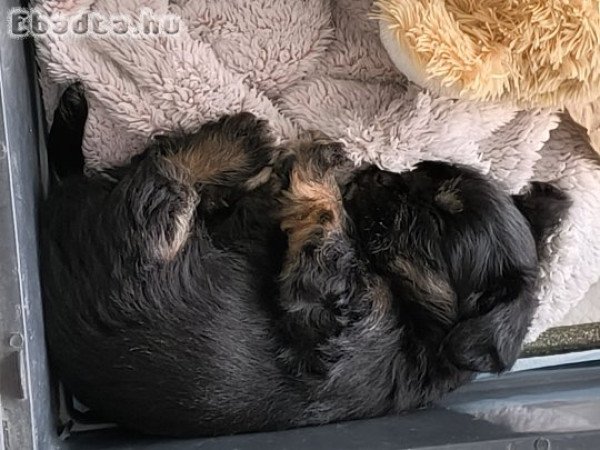 Yorki jellegű kislány felszereléssel Black and Tan