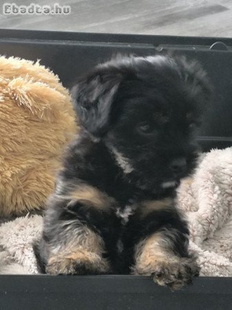 Yorki jellegű kislány felszereléssel Black and Tan