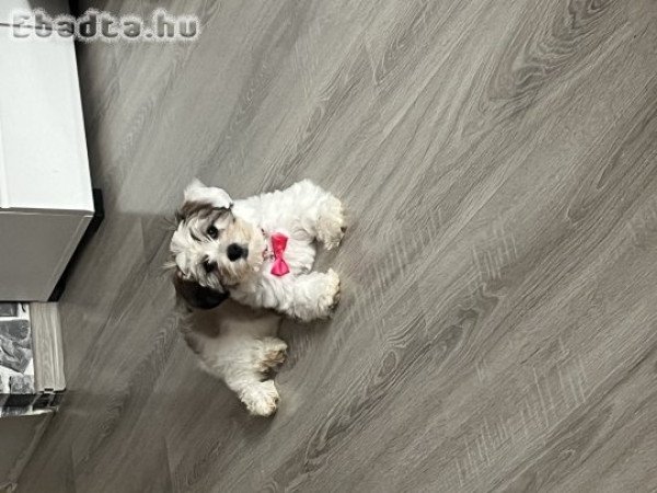 Bichon Havanese