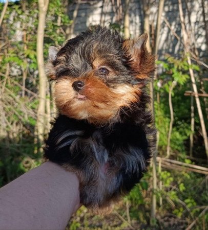 Yorki, Yorkshire terrier