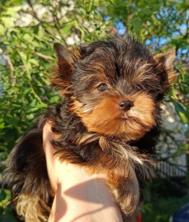 Yorki, Yorkshire terrier