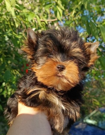 Yorki, Yorkshire terrier