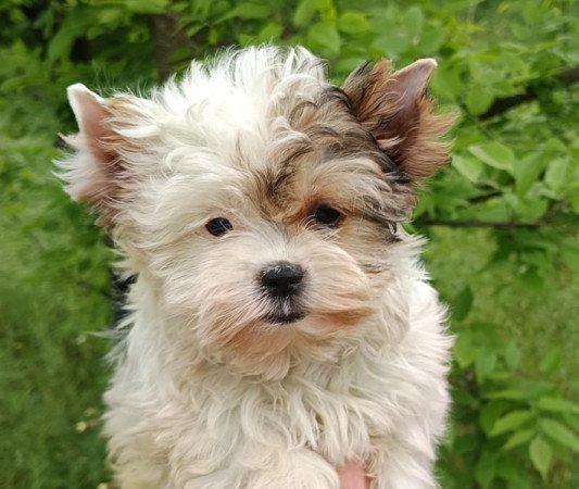 Biewer Yorkshire terrier, yorki, yorkie