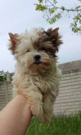 Biewer Yorkshire terrier, yorki, yorkie