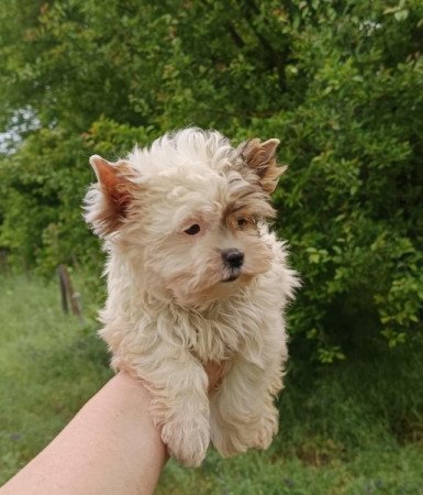 Biewer Yorkshire terrier, yorki, yorkie