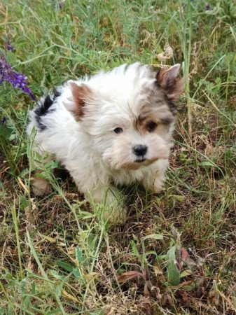 Biewer Yorkshire terrier, yorki, yorkie