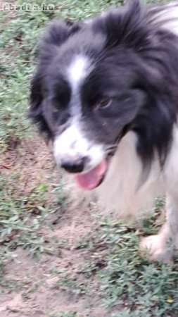 Border collie szukák és kan