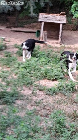 Border collie szukák és kan