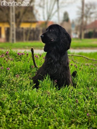 Fekete / Angol cocker pániel fedeztetés (kan)
