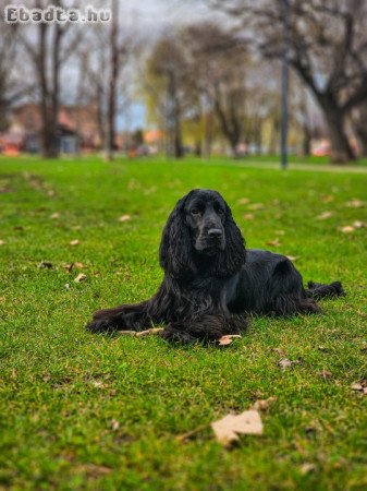 Fekete / Angol cocker pániel fedeztetés (kan)