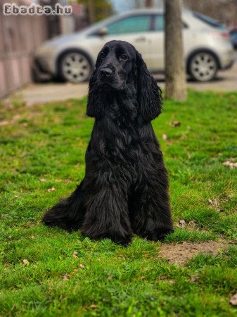Fekete / Angol cocker pániel fedeztetés (kan)
