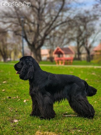 Fekete / Angol cocker pániel fedeztetés (kan)