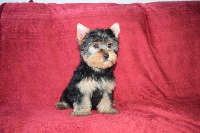 Yorkshire terrier