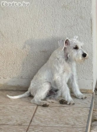 Fehér torpe schnauzer