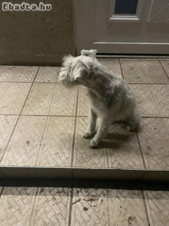 Fehér torpe schnauzer