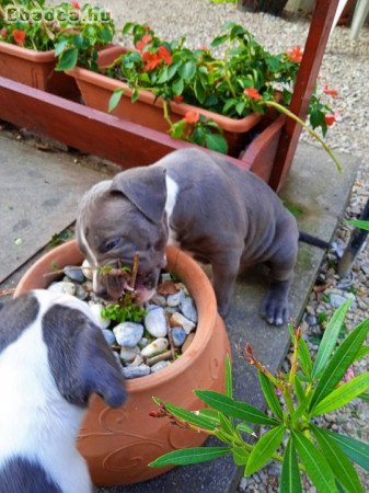 Amstaff kölykök várják új gazdijukat KÉK színben!