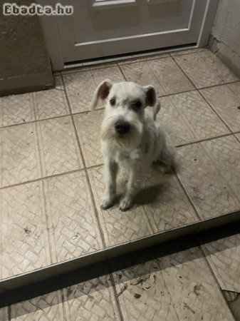 Fehér torpe schnauzer