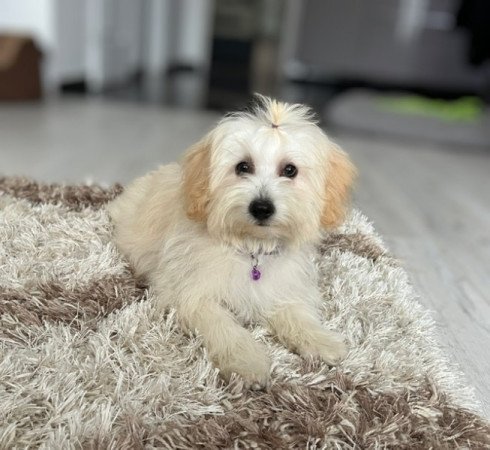 Máltai selyemkutya x törpe uszkár