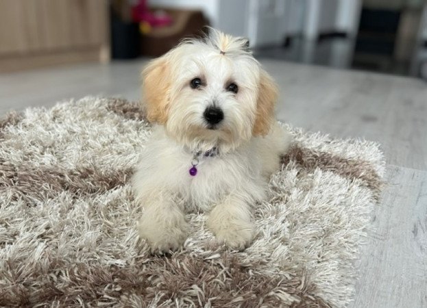 Máltai selyemkutya x törpe uszkár