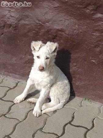 4 hònapos kan mudi elvihető