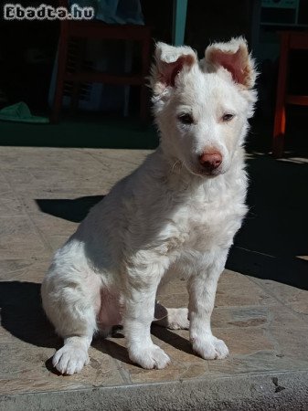 4 hònapos kan mudi elvihető