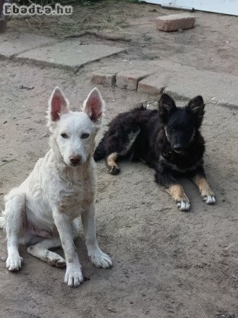 4 hònapos kan mudi elvihető