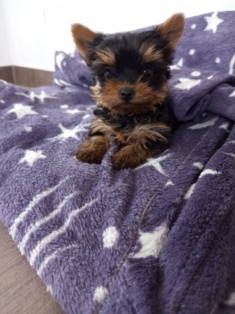 Yorkshire terrier