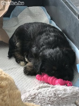 Yorki jellegű kislány