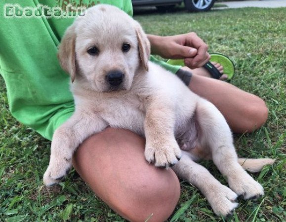 Labrador retriever kan kiskutya