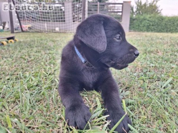 Labrador retriever kan kiskutya