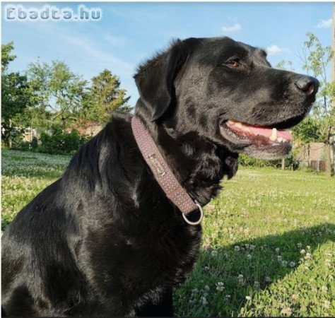 Labrador retriever kan kiskutya