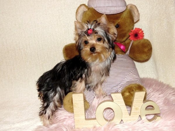 Yorkshire Terrier, Yorki
