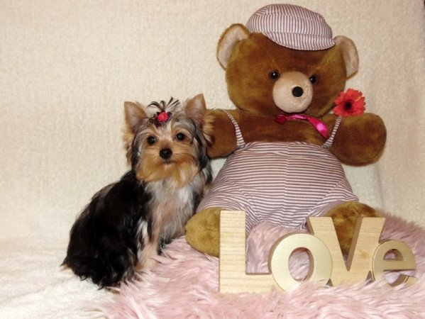 Yorkshire Terrier, Yorki