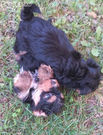 Yorkshire terrier kanok