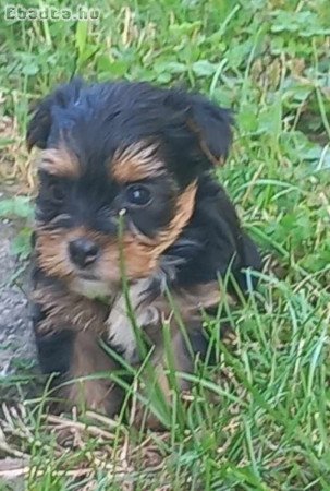 Yorkshire terrier kanok