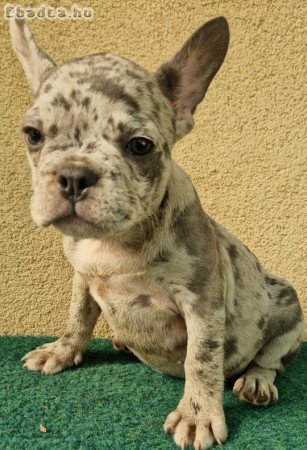 Kék merle francia bulldog kislányok eladók