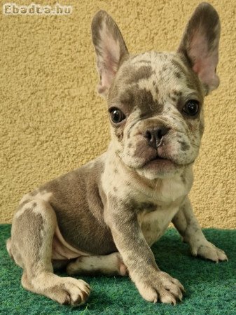 Kék merle francia bulldog kislányok eladók