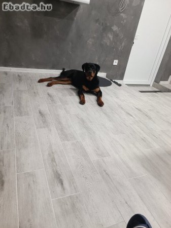 Rottweiler szuka