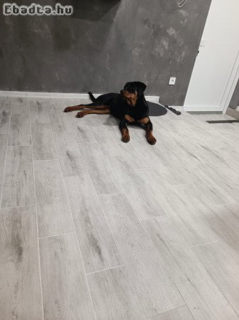 Rottweiler szuka