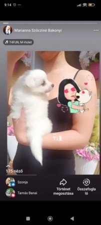 Spicc ,német spiccek