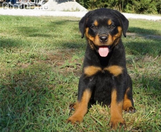 Gyönyörű rottweiler kölykök