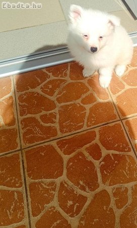 Eladó spicc kiskutyák ( német spicc)