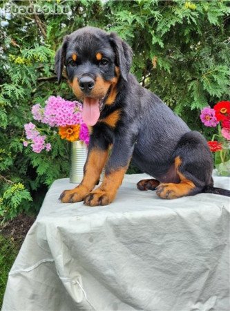 Gyönyörű rottweiler kölykök