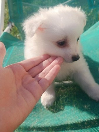 Német spicc kisfiú