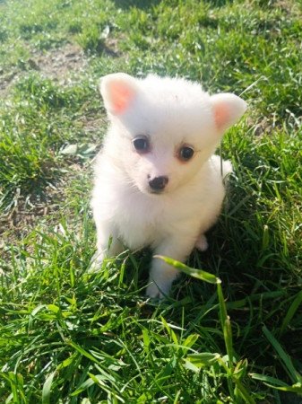 Német spicc kisfiú