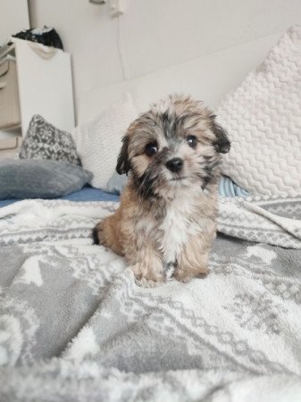 Havanese